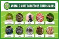 15 Animals Surprisingly More Deadly Than Sharks