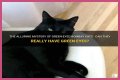 Can a Bombay cat have green eyes? – Janet-Panic.com