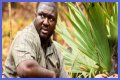 Nonso Anozie - Zoo Cast Member