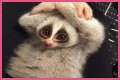These 9 Adorable Animals Should Actually Terrify You